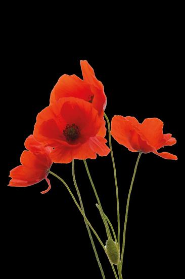100-Flowers - Red-Poppies.png