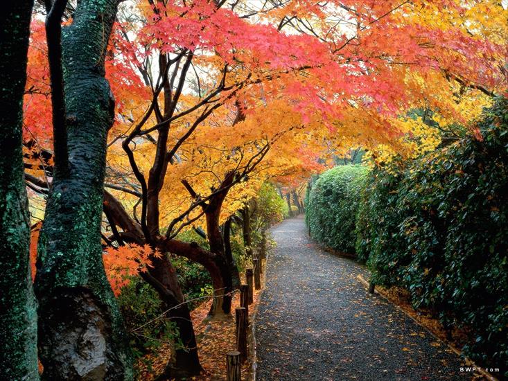 PRZYRODA MORSKAHD - Autumn Colors, Kyoto, Japan.jpg