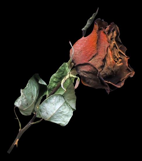 PNG-ZWIĘDŁA RÓŻA - dry rose 40.png