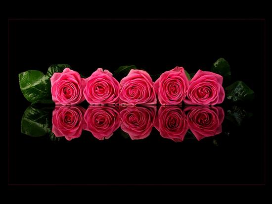 Róże - VB.jpg