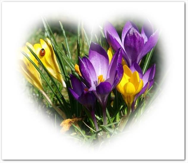 Wiosenne kwiaty_____ - krokusy.jpg