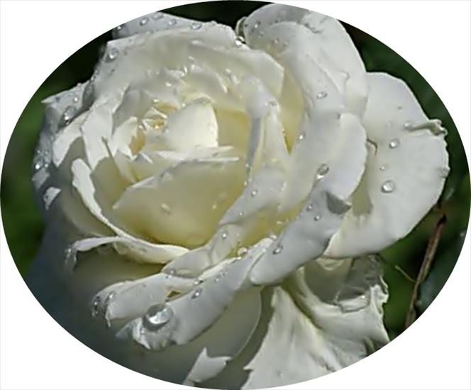 róże 6 - white_rose-dsc02032-crop.jpg
