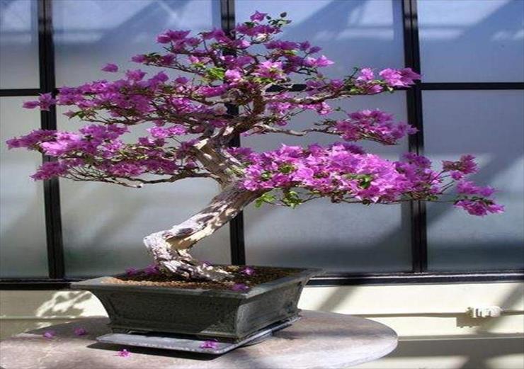 BONSAI DRZEWKA - Drzewko bonsai.JPG