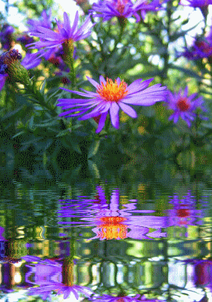 kwiaty odbite w wodzie - wod fioletowe kwiatki.gif