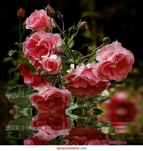 Róża-piękny kwiat - bukiet róż.jpg