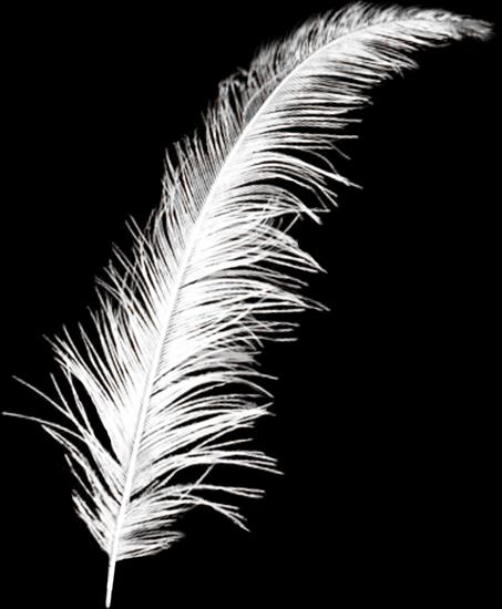 nowe - SD QE FEATHER.png