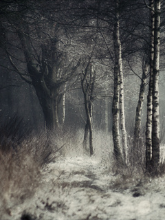 Nature - Winter_Forest.jpg