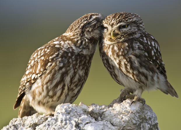 Sowy - owls-1_1903598i.jpg