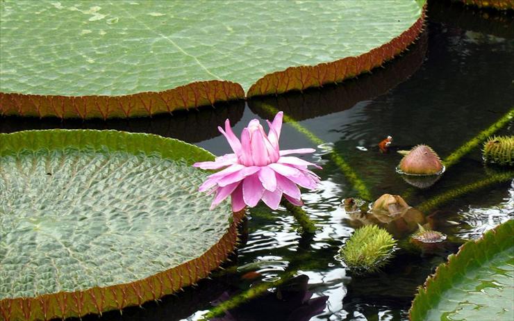 Kwiaty - pink_water_lilly_-1440x900.jpg