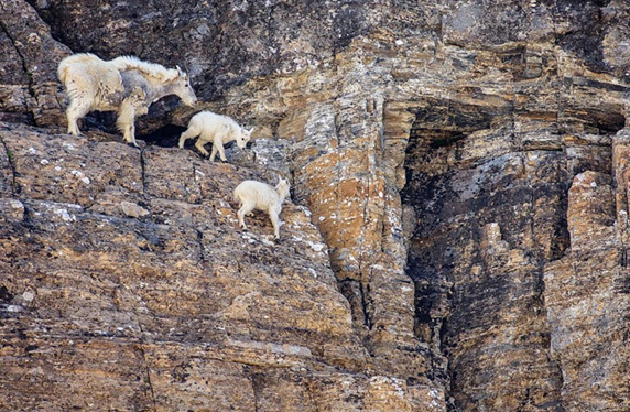 Niesamowite górskie kozice - 2017-01-31_000529.png