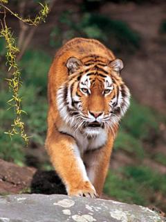 Zwierzaki - Tiger.JPG