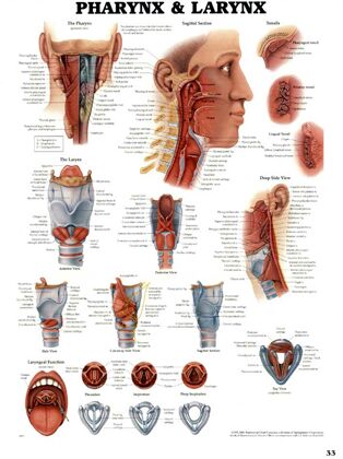 plansze anatomiczne chorób człowieka - Plansza anatomiczna krtan-i-gardlo.jpg