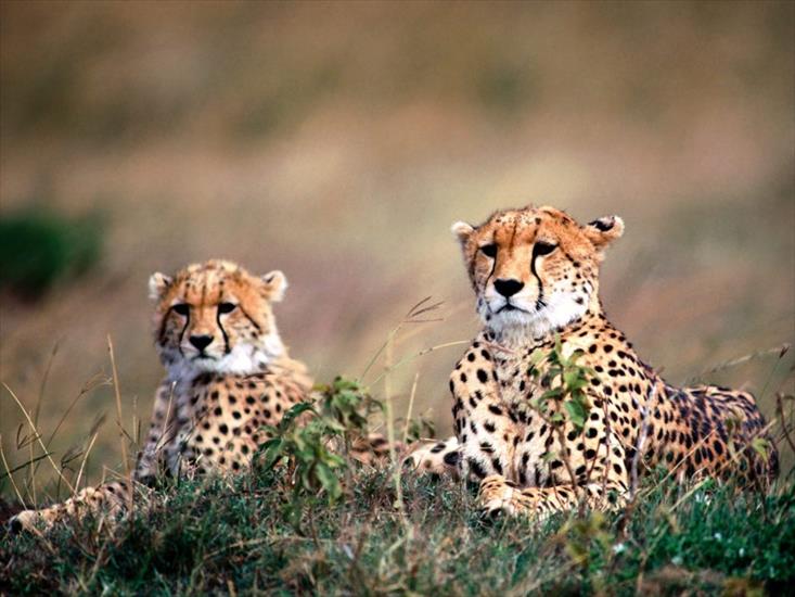 zwierzęta - cheetahs-800x600.jpg