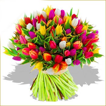 tulipany - tulipany4.jpg