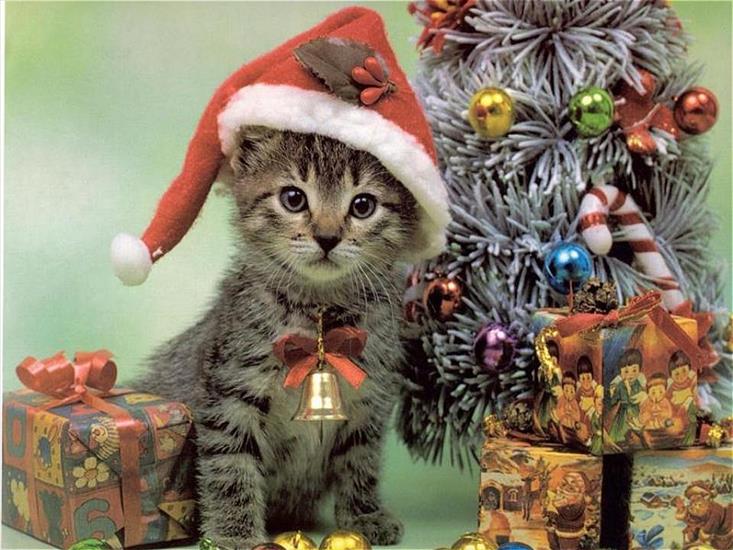 zwierzęta i postacie z bajek - santa-cat-christmas-wallpaper.jpg