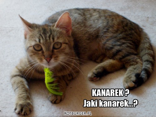 O kotach - KANAREK  - Jaki kanarek.jpg