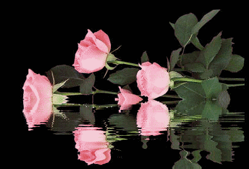 Animacje kwiaty - rozowe_roze_2.gif