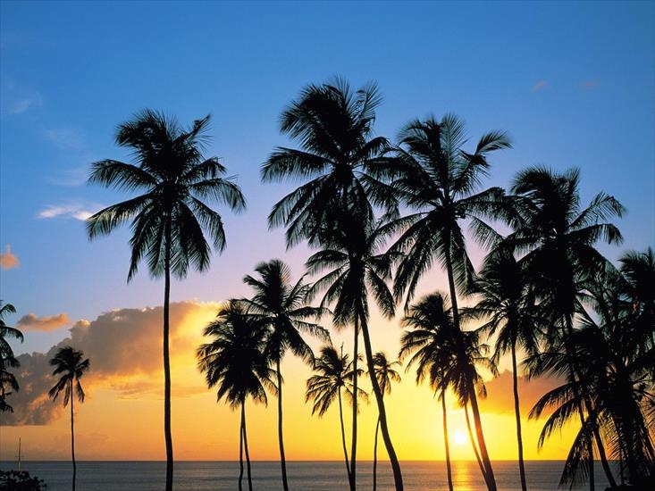 Galeria Tropiki - Palm Paradise, St. Lucia.jpg